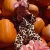 robin_brunjes